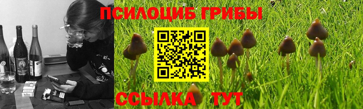 Галлюциногенные грибы Magic Shrooms  Вход с VPN  Асино  Псилоцибиновые грибы GOLDEN TEACHER 